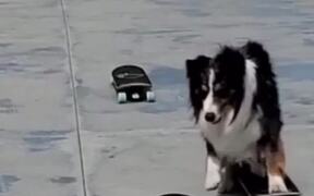 Dog Jumps From Skateboard to Skateboard - Animals - VIDEOTIME.COM