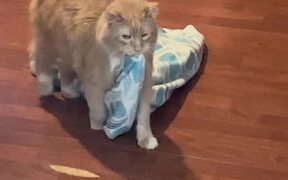 Kitty Drags His Blankie