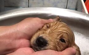 Precious Puppy Takes Her First Bath - Animals - VIDEOTIME.COM