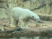 Polar Bear Appears to be Dancing - Animals - Y8.COM