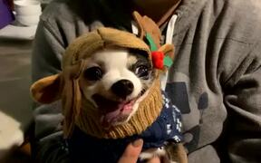 Small Angry Dog in a Cat Hat - Animals - VIDEOTIME.COM