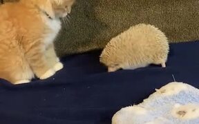 Hedgehog's Quills Make Kitten Jump - Animals - VIDEOTIME.COM