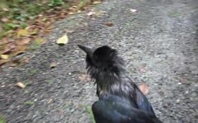 Talking Raven - Animals - VIDEOTIME.COM