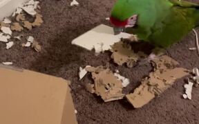 Naughty Macaw Makes a Mess Out of Cardboard