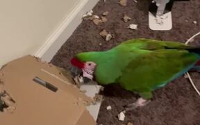 Naughty Macaw Makes a Mess Out of Cardboard - Animals - VIDEOTIME.COM