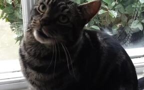Uninvited Cat Refuses to Leave - Animals - VIDEOTIME.COM