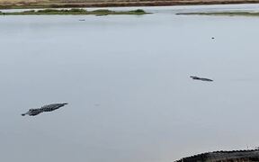 Alligators Gather at Deep Hole