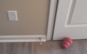 Dog Blocks Mom with Toy - Animals - VIDEOTIME.COM