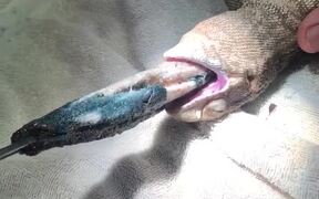 Pulling Sock Out of Lizard's Stomach
