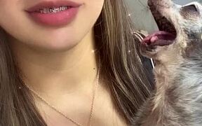 Toothless Dog Bites Girl's Cheek