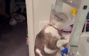 Cat With Cone Struggles with Ladder - Animals - VIDEOTIME.COM