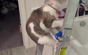 Cat With Cone Struggles with Ladder