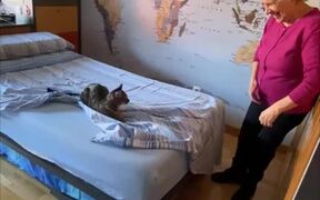 Cat Makes it Difficult for Grandma to Make Beds - Animals - VIDEOTIME.COM