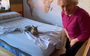 Cat Makes it Difficult for Grandma to Make Beds - Animals - VIDEOTIME.COM