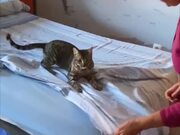 Cat Makes it Difficult for Grandma to Make Beds