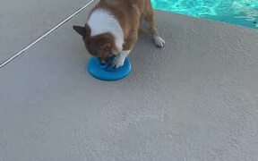 Corgi Trying to Pick up Frisbee Falls into Pool - Animals - VIDEOTIME.COM