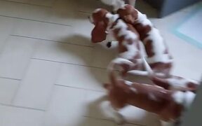 Basset Hound Mama Plays with Her Babies