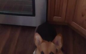 A Corgi Doesn't Let a Single Treat Hit the Floor - Animals - VIDEOTIME.COM