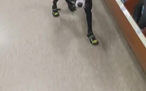 Dog's First Time Walking in Boots