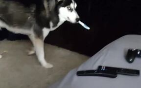 Husky Steals His Owner's Toothbrush