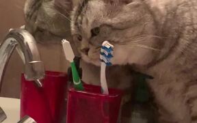 Cat Brushes Teeth Before Bed