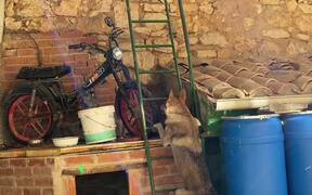 Clever Dog Climbs Ladder With Ease - Animals - VIDEOTIME.COM
