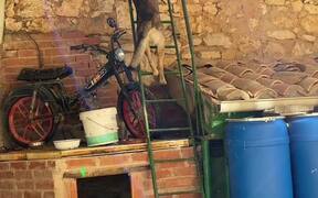Clever Dog Climbs Ladder With Ease