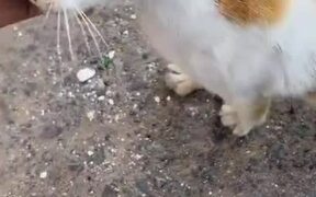Kitty Jealously Watches Over Friendly Stray - Animals - VIDEOTIME.COM