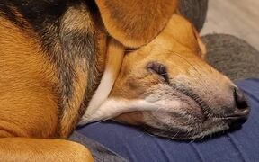 Sleeping Beagle Snores - Animals - VIDEOTIME.COM