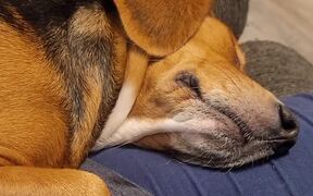 Sleeping Beagle Snores - Animals - VIDEOTIME.COM