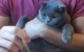 Cat Contemptuously Watches Owner Eat - Animals - VIDEOTIME.COM