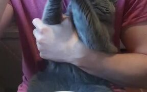 Cat Contemptuously Watches Owner Eat - Animals - VIDEOTIME.COM