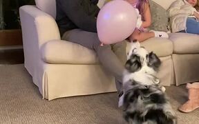 Dog Plays with Balloon