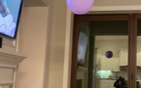Dog Plays with Balloon - Animals - VIDEOTIME.COM