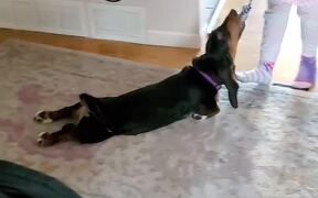 The Basset Hound Loves Being Pulled