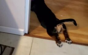 The Basset Hound Loves Being Pulled - Animals - VIDEOTIME.COM