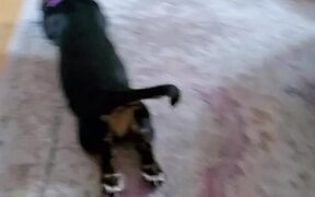 The Basset Hound Loves Being Pulled - Animals - VIDEOTIME.COM