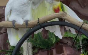 Feathered Friendship Comes in All Sizes - Animals - VIDEOTIME.COM