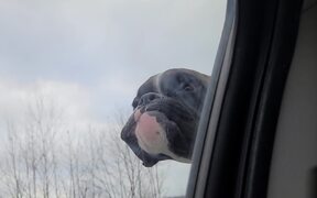 Boxer Loves Riding with His Head Out of the Car