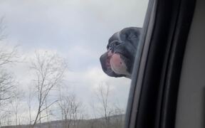 Boxer Loves Riding with His Head Out of the Car - Animals - VIDEOTIME.COM