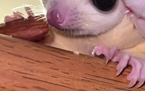 The Sugar Glider Eating a Treat with a Santa Hat - Animals - VIDEOTIME.COM