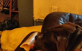 Dog Lazily Licks at Bone on Couch - Animals - VIDEOTIME.COM