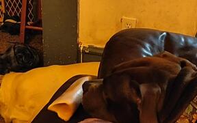 Dog Lazily Licks at Bone on Couch
