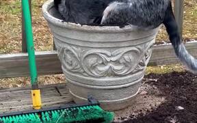 Rescue Dog Digs Into Plant Pot - Animals - VIDEOTIME.COM