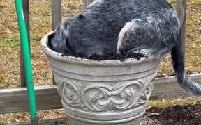 Rescue Dog Digs Into Plant Pot