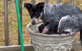 Rescue Dog Digs Into Plant Pot