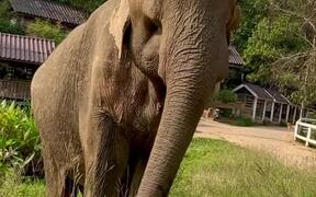 Helping an Elderly Elephant Get Back on His Feet