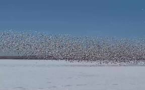 Blizzard of Snow Geese - Animals - VIDEOTIME.COM