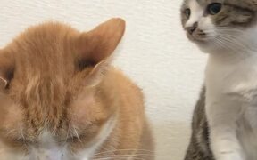 Sister Cat Chomps at Bro to Try to Get Him to Move - Animals - VIDEOTIME.COM