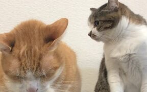 Sister Cat Chomps at Bro to Try to Get Him to Move - Animals - VIDEOTIME.COM